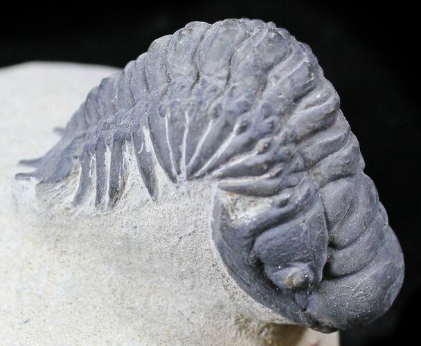 Crotalocephalina Trilobite - Foum Zguid, Morocco #25824